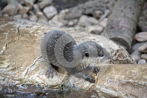 The Asian small-clawed otter is standig on rocks