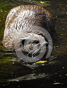 Asian Small-clawed Otter Swimming