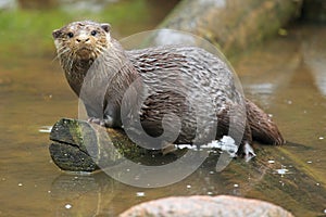 Asian small-clawed otter photo