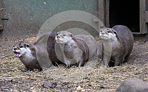 Asian Small Clawed Otters