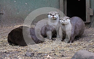 Asian Small Clawed Otters