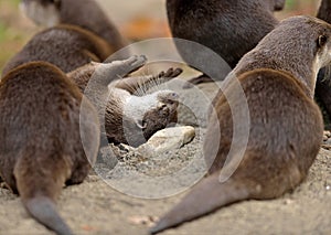 Asian small-clawed otters