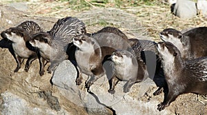 Asian Small-clawed Otters