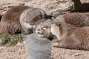 Asian small clawed otters (amblonyx cinerea