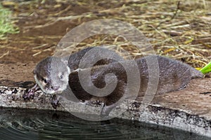 Asian small-clawed otters at the edge of a pool