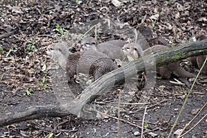 Asian small clawed otters in muddy ground photo