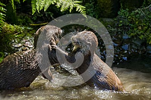 Asian small-clawed otters playing and fighting on the river bank with clear water