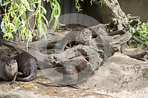 Asian small-clawed otters on the stone