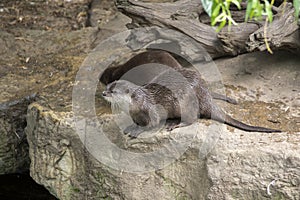 Asian small-clawed otters on the stone