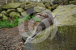 Asian small-clawed otters on the stone