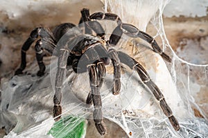 Asian species Tarantula spider Found in Thailand, the scientific name is