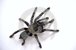 Asian species Tarantula spider  Found in Thailand, the scientific name is & x22;Haplopelma minax Theraphosidae Haplopelma