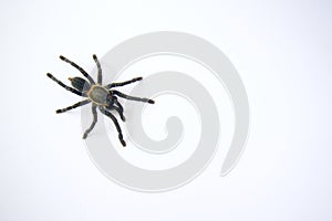 Asian species Tarantula spider  Found in Thailand, the scientific name is & x22;Haplopelma minax Theraphosidae Haplopelma photo