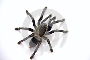Asian species Tarantula spider  Found in Thailand, the scientific name is & x22;Haplopelma minax Theraphosidae Haplopelma