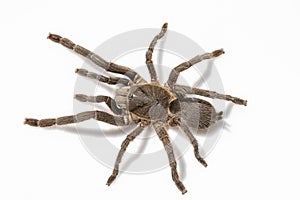 Asian species Tarantula spider Found in Thailand, the scientific name is & x22;Haplopelma minax Theraphosidae Haplopelma photo