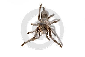 Asian species Tarantula spider Found in Thailand, the scientific name is & x22;Haplopelma minax Theraphosidae Haplopelma photo