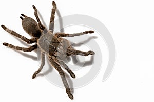 Asian species Tarantula spider Found in Thailand, the scientific name is & x22;Haplopelma minax Theraphosidae Haplopelma photo
