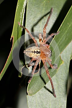 Asian spider