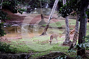 Asian spotted deers in national zoological garden