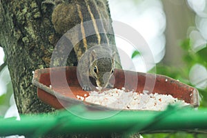 Asian squirrel eating food