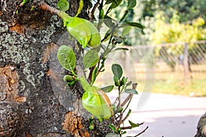 Asian summer fruits named Jackfruit scientific name Artocarpus heterophyllus. it is close up shot of small baby fresh Jackfruit. i