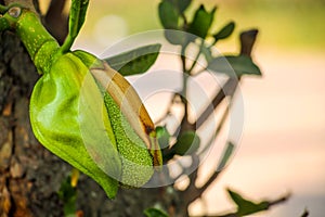 Asian summer fruits named Jackfruit scientific name Artocarpus heterophyllus. it is close up shot of small baby fresh Jackfruit. i