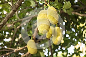 Asian summer fruits named Jackfruit scientific name Artocarpus heterophyllus, Jackfruit hanging on jackfruit tree.
