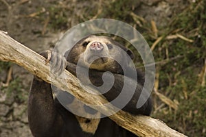 Asian Sun Bear