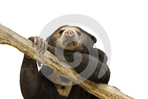 Asian Sun Bear