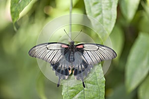 Asian Swallowtail butterfly