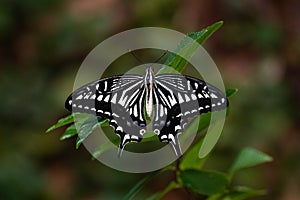 Asian Swallowtail butterfly lying on a branch