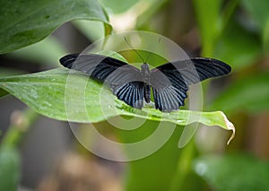 Asian swallowtail perched on a leaf in the butterfly garden of the Fort Worth Botanic Gardens.