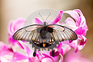 Asian Swallowtail tropic butterfly sucking nectar