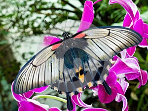 Asian Swallowtail tropic butterfly sucking nectar