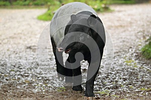 Asian tapir