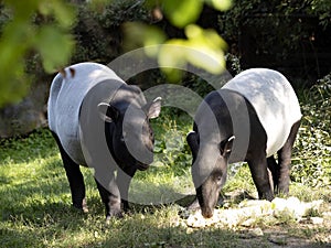 Asian Tapir, Tapirus Indicus, is definitely the most beautiful tapir