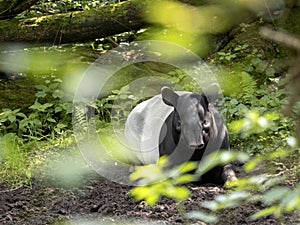 Asian tapir, Tapirus indicus, has a curious black and white color