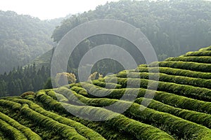 Asian Tea plantation