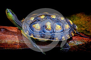 Asian terrapin turtle