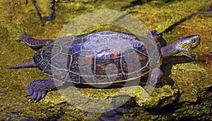 Asian terrapin turtle