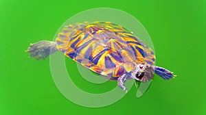 Asian terrapin turtle in green pond