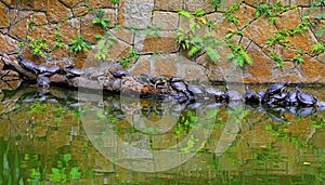Asian terrapin turtles