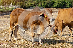 Asian thai cows stand at the rice field after harvesting