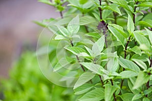 Asian thai green basil leaf - Fresh basil plant tree on nature background