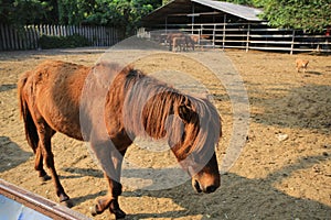 Asian thin horse with the thin condition