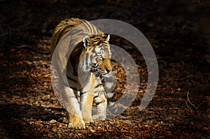 Asian tiger