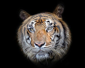 Asian tiger face on black background.