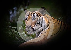 Asian tiger in the forest.