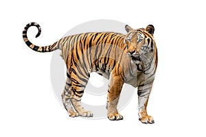 Asian tiger isolated on white.