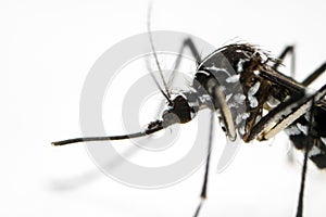 Asian Tiger Mosquito